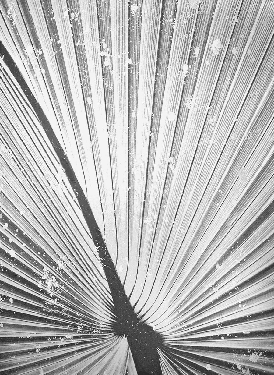  Декоративные панели Alex Turco White Palm