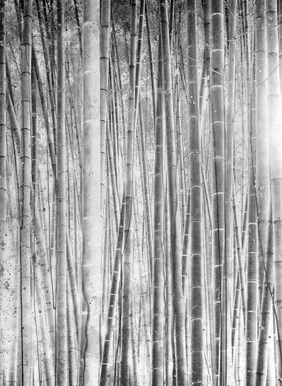 Стеновые панели Alex Turco Bamboo Forest Silver