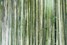 Стеновые панели Alex Turco Bamboo Forest Green