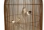 Оригинальный светильник Roche Bobois Birds Parrots