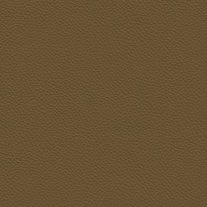 Safari